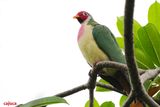 Jambu Fruit-Dove, Male ( Ptilinopus jambu )