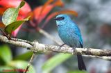  Verditer Flycatcher (Eumyias thalassina)