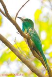 Blue-bearded Bee-eater