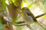 Hill Blue-flycatcher (Cyornis banyumas) female