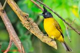 Black crested bulbul