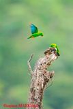 Vernal Hanging Parrot ( Loriculus vernalis )