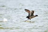 Common Coot ( Fulica atra )