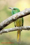 Blue-bearded Bee-eater ( Nyctyornis athertoni )