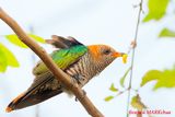Asian Emerald Cuckoo (Chrysococcyx maculatus)