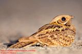 Indian Nightjar