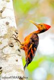 Orange-backed Woodpecker ( Reinwardtipicus validus)