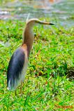 Javan Pond Heron ( Ardeola speciosa )