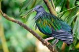  Nicobar Pigeon ( Caloenas nicobarica )