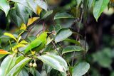  Lesser Green Leafbird (Chloropsis cyanopogon) 