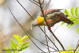 Little Green-pigeon (Treron olax)