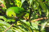  Greater Green Leafbird (Chloropsis sonnerati) 