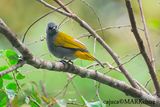 Grey Bellied Bulbul