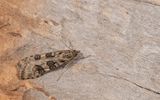 Nomophila noctuella / Luipaardlichtmot