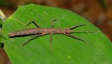 Creoxylus cf. spinosus