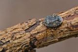 Holcogaster fibulata / Bonte dennenschildwants 