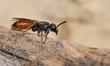 Sphecodes monilicornis / Dikkopbloedbij