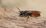Sphecodes monilicornis / Dikkopbloedbij