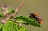 Tawny Mining Bee / Vosje 