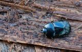 Hololepta plana