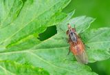 Common Snout-hoverfly / Gewone snuitvlieg