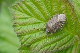 Rhaphigaster nebulosa / Grauwe schildwants