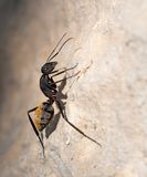 Karoo Balbyter Ant / Camponotus fulvopilosus