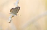 Grass jewel / Heliotroopblauwtje