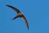 African Palm Swift / Afrikaanse palmgierzwaluw