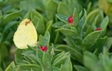 Small Grass Yellow / Eurema brigitta