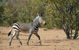 Hartmanns mountain zebra / Hartmanns bergzebra