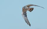 Gabar goshawk / Gabarhavik