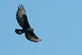 Verreauxs eagle / Zwarte arend