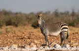 Hartmanns mountain zebra / Hartmanns bergzebra