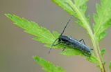 Phytoecia nigricornis / Boerenwormkruidboktor