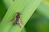 Snouted Duck-hoverfly / Snuitwaterzweefvlieg