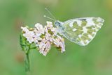 Eastern Bath White / Oostelijk Resedawitje