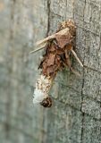Sterrhopterix fusca / Grijze heidezakdrager