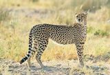 Cheetah / Jachtluipaard
