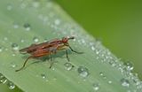 Sepedon spinipes / Bruine langsprietslakvlieg