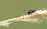 Cryptocephalus ocellatus / Oogvleksteilkopje