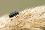 Cryptocephalus ocellatus / Oogvleksteilkopje