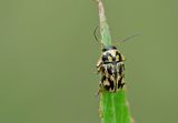 Pachybrachis hieroglyphicus