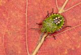 Nezara viridula / Zuidelijke groene schildwants