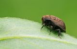 Byrrhus pilula / Gewone pilkever