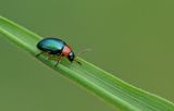 Gastrophysa polygoni / Duizendknoophaantje