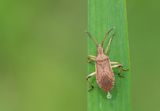 Ceraleptus lividus / Oogstreeprandwants