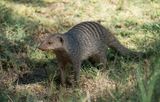 Banded Mongoose / Zebramangoeste