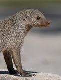 Banded Mongoose / Zebramangoeste