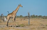 Angolan giraffe / Angolagiraffe 